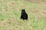 SCHIPPERKE 686